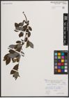 Foto von Salix cinerea L. x Salix nigricans Sm.